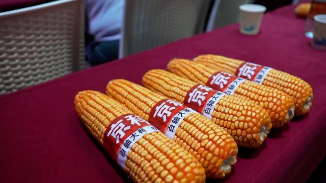 区推介会：玉米新品种引领新未来j9九游会登录北京龙耘种业东北(图4)